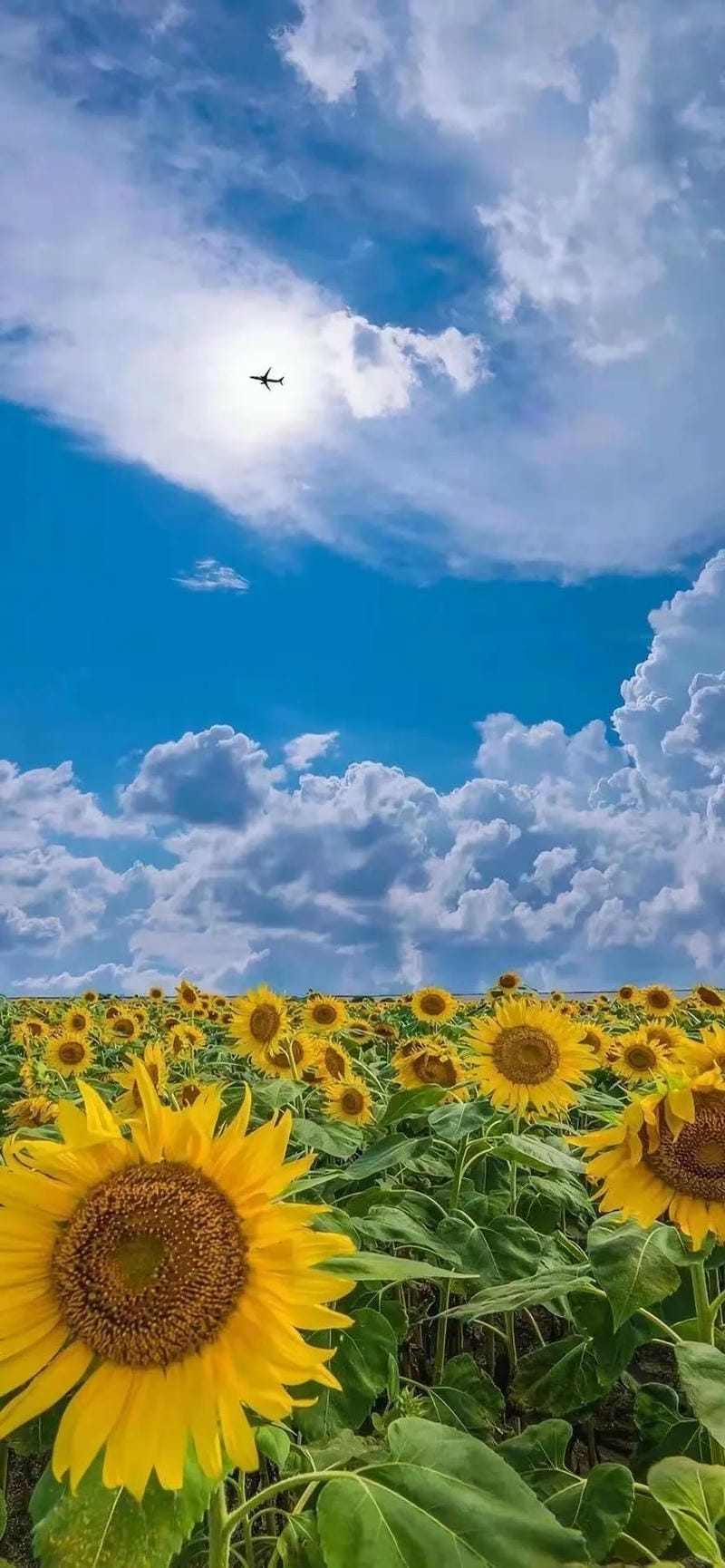 hinh-nen-bau-troi (3)