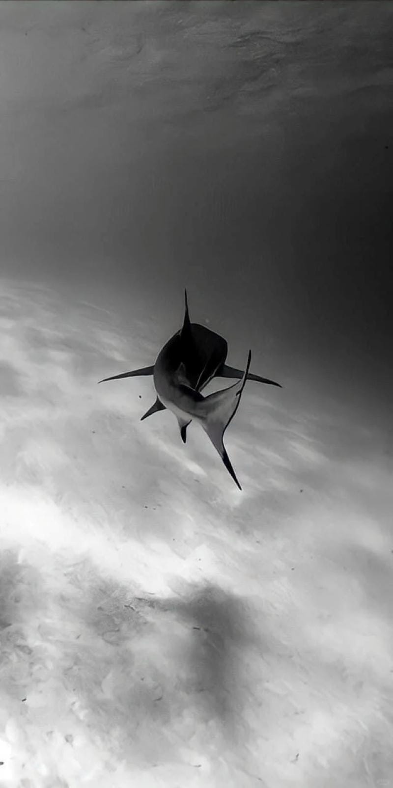 hinh-nen-ca-map (22)