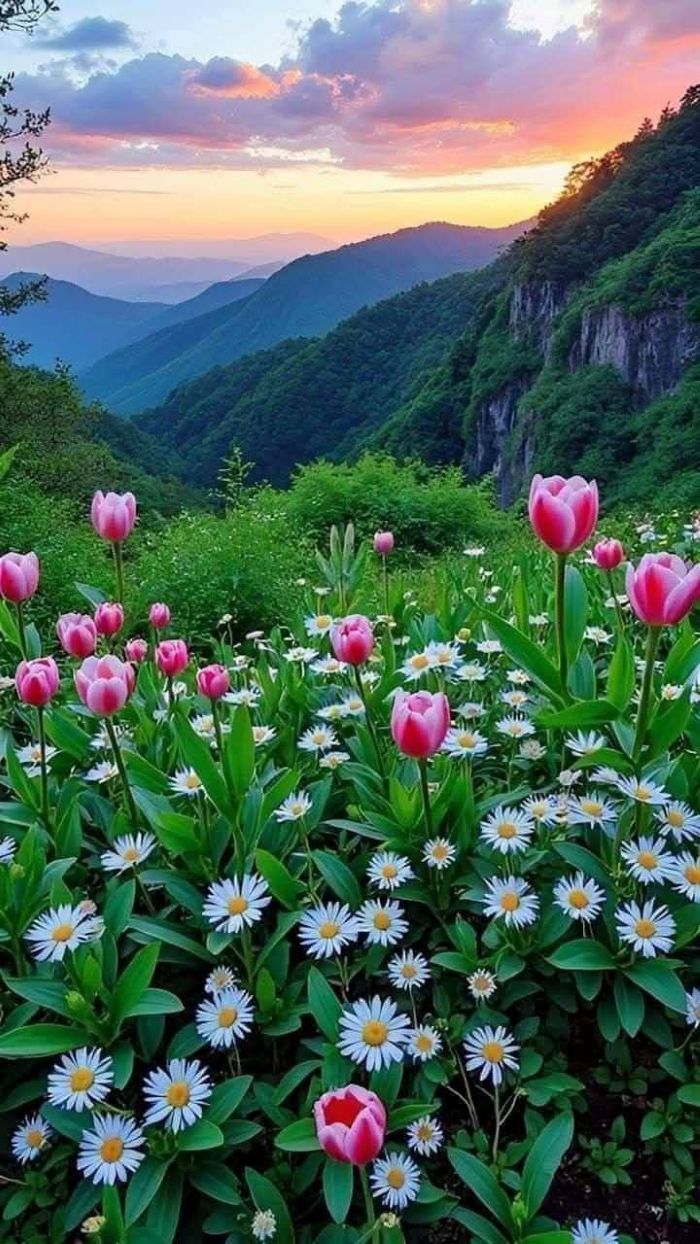 hinh-nen-canh-dong-hoa (1)