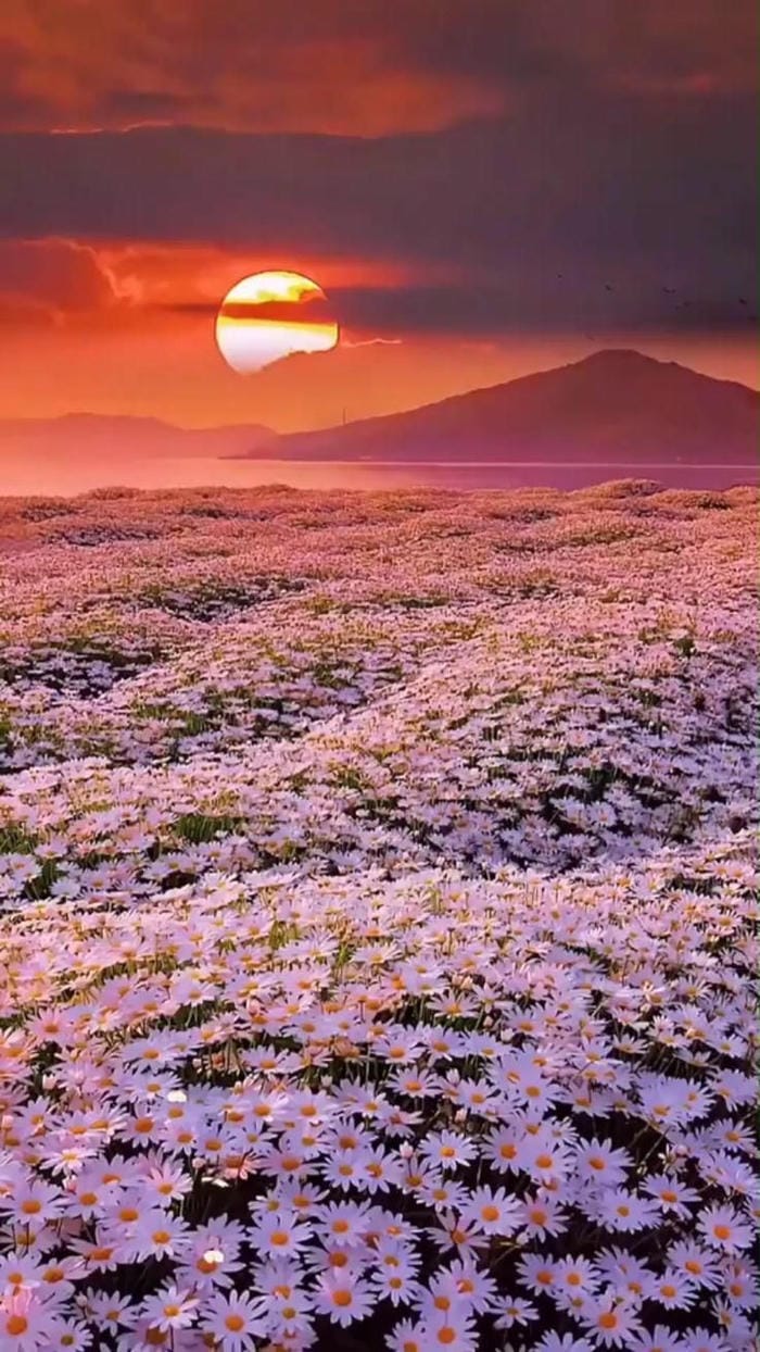 hinh-nen-canh-dong-hoa (10)