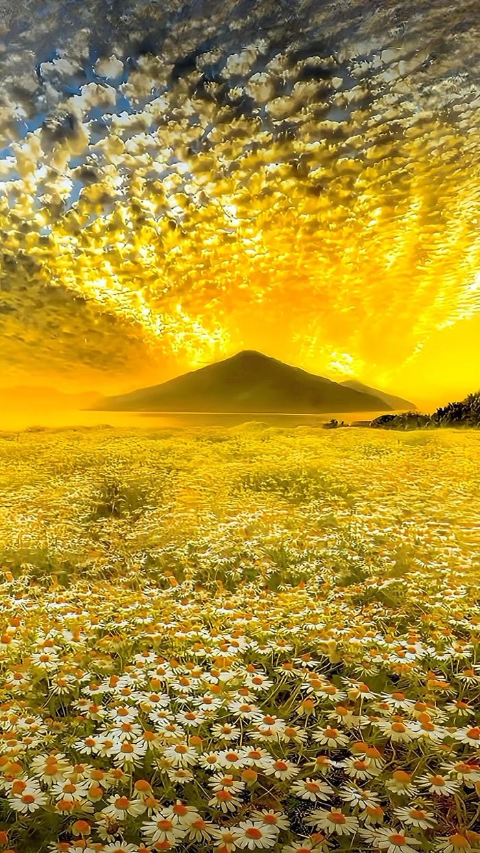 hinh-nen-canh-dong-hoa (23)