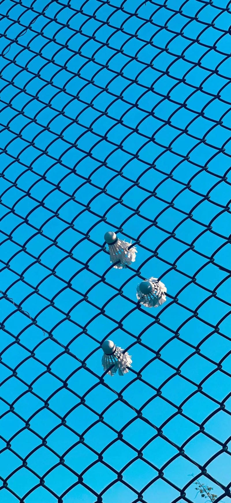 hinh-nen-cau-long (27)