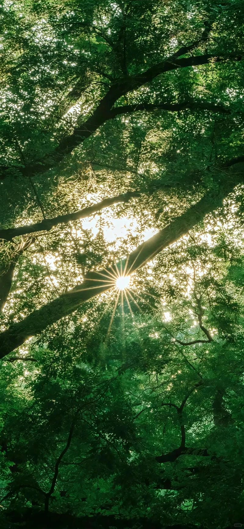 hinh-nen-cay-xanh (1)