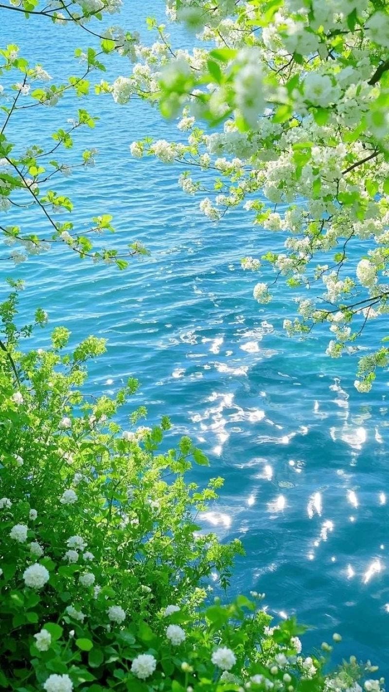 hinh-nen-cay-xanh (12)