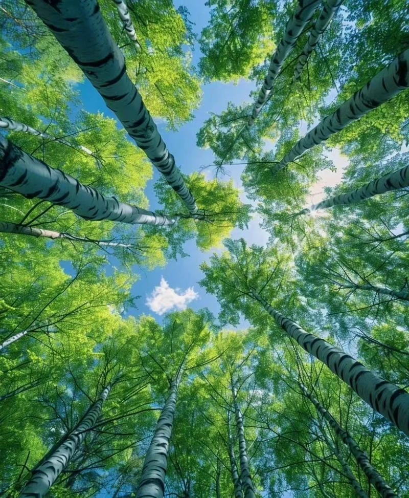 hinh-nen-cay-xanh (17)