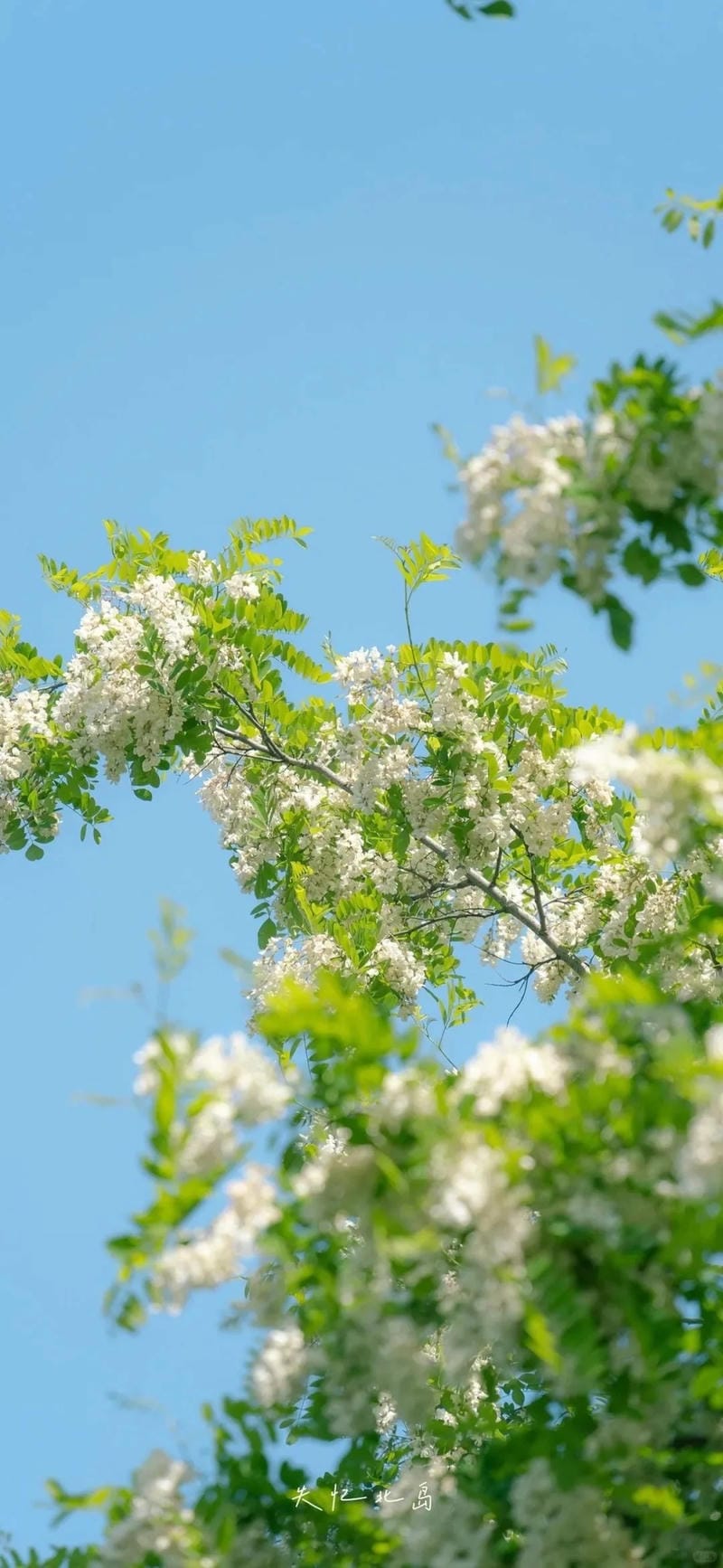 hinh-nen-cay-xanh (2)