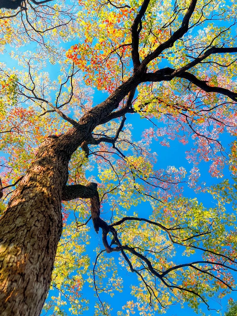 hinh-nen-cay-xanh (24)