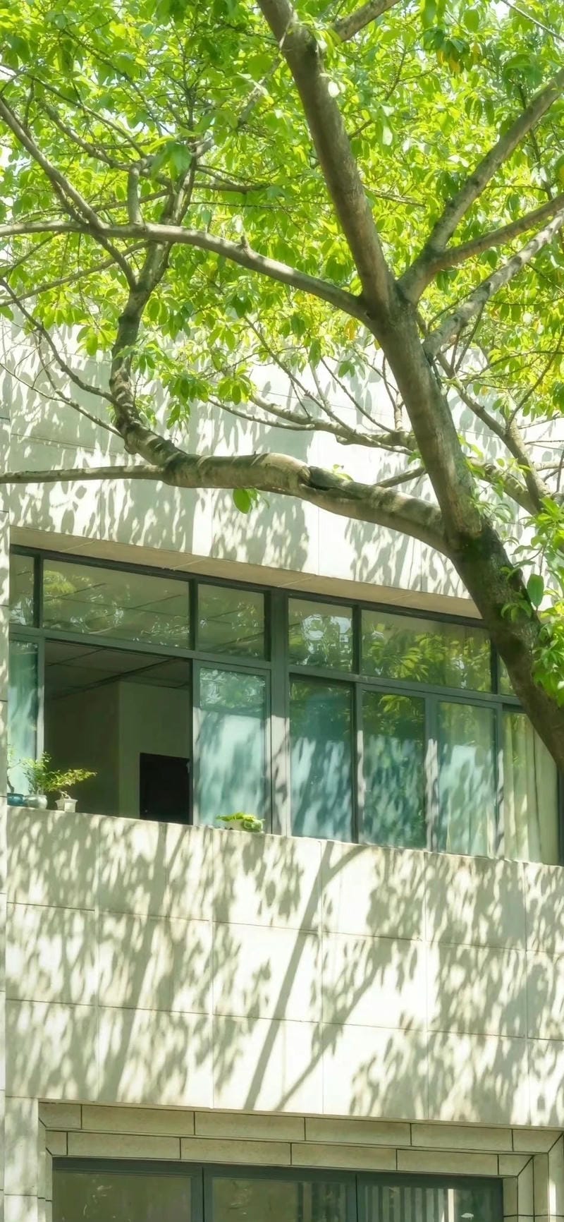 hinh-nen-cay-xanh (27)