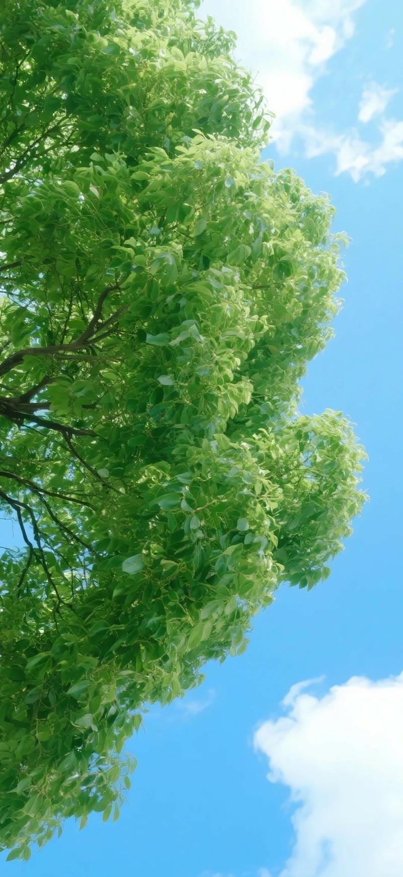 hinh-nen-cay-xanh (31)