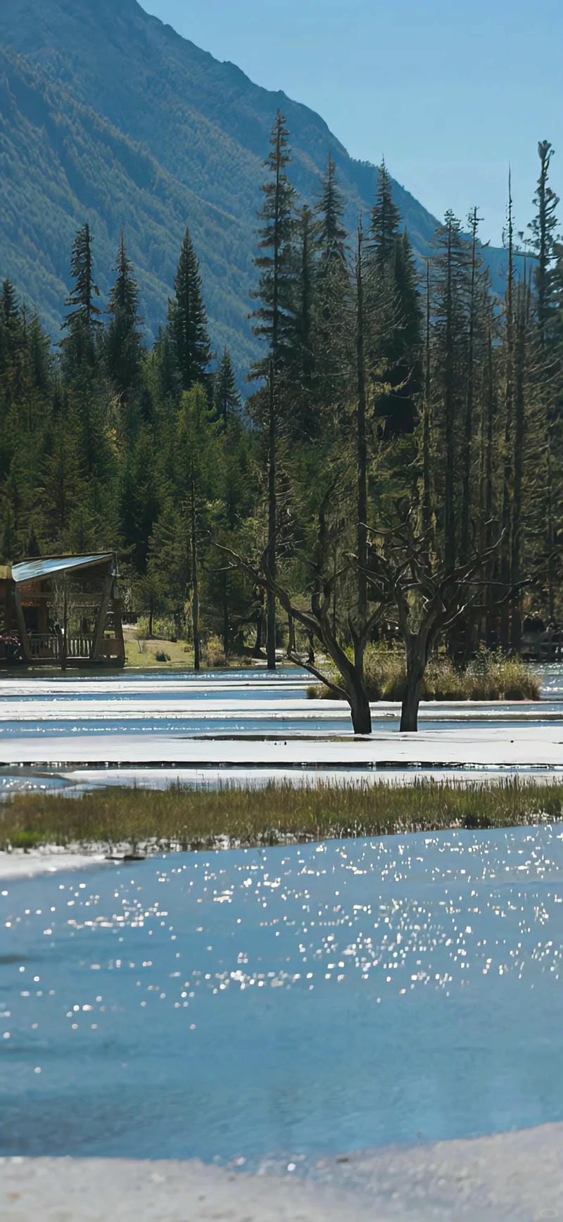 hinh-nen-cay-xanh (34)