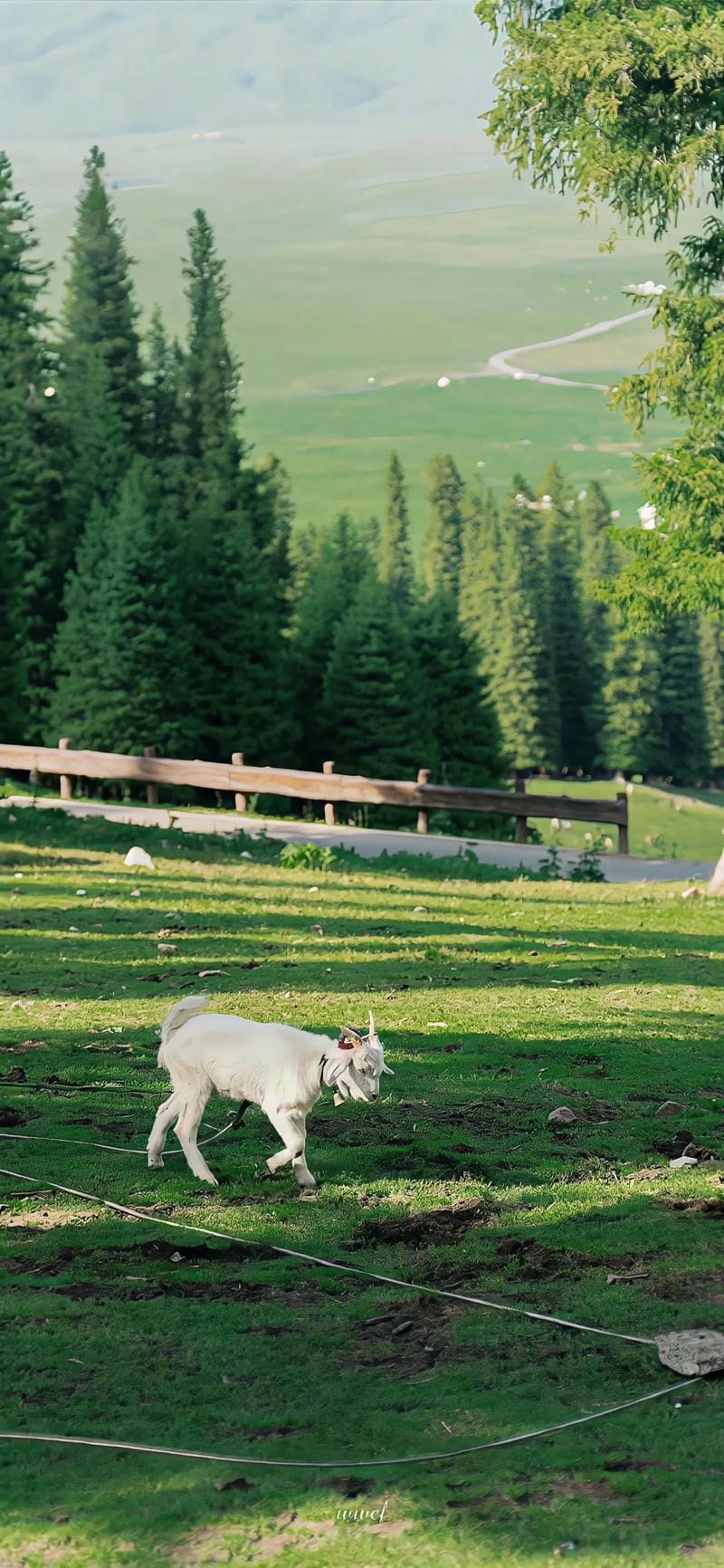 hinh-nen-cay-xanh (36)