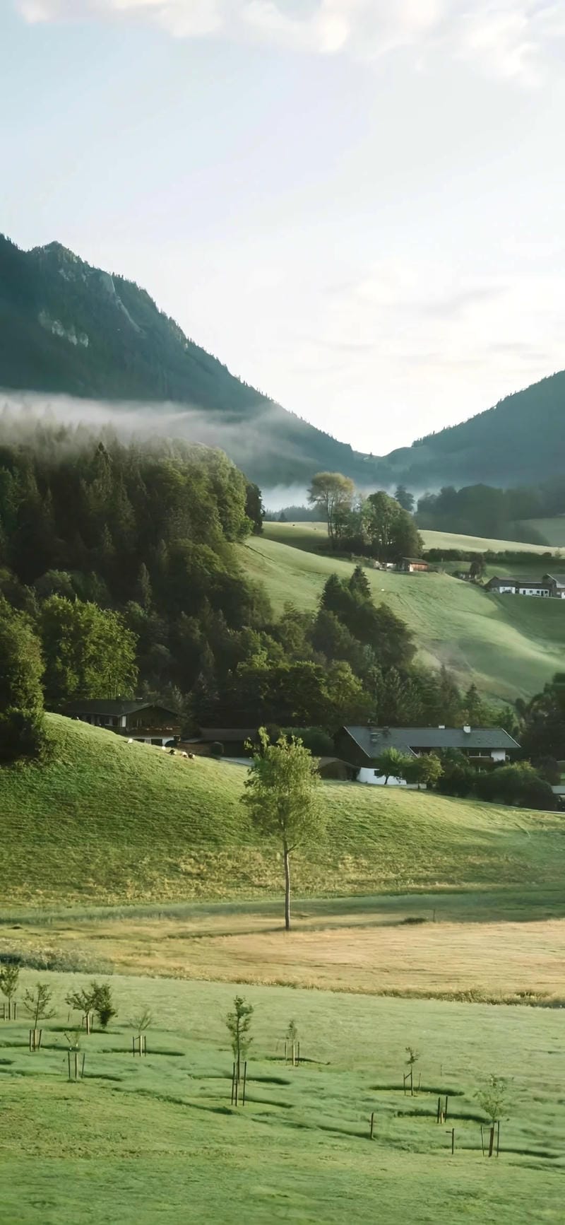 hinh-nen-cay-xanh (37)