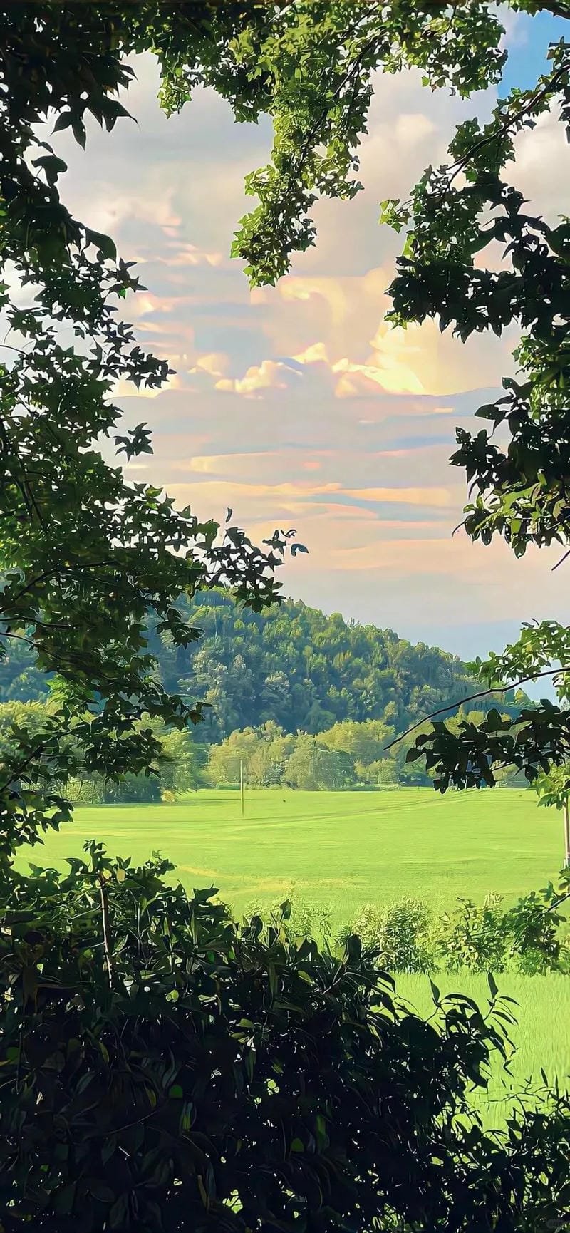 hinh-nen-cay-xanh (6)