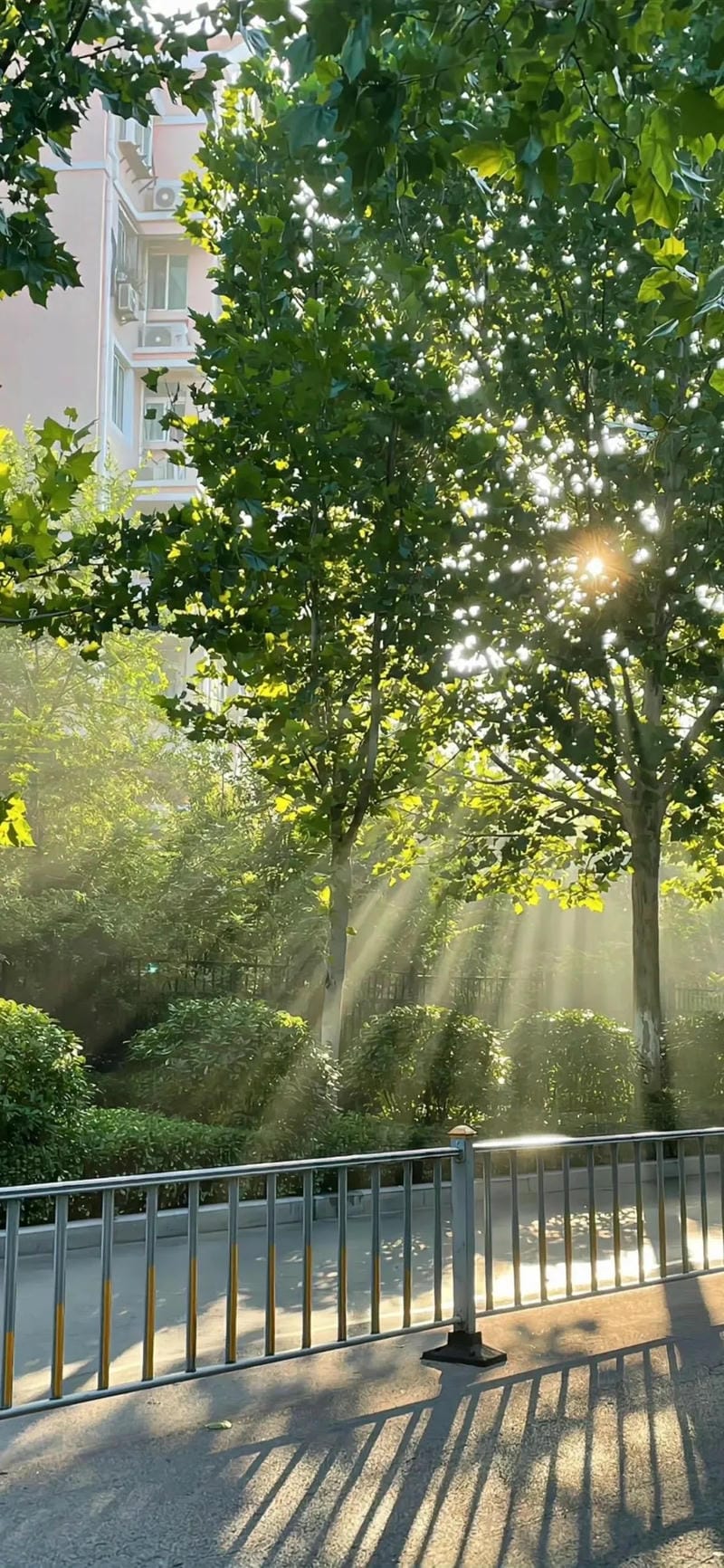 hinh-nen-cay-xanh (7)