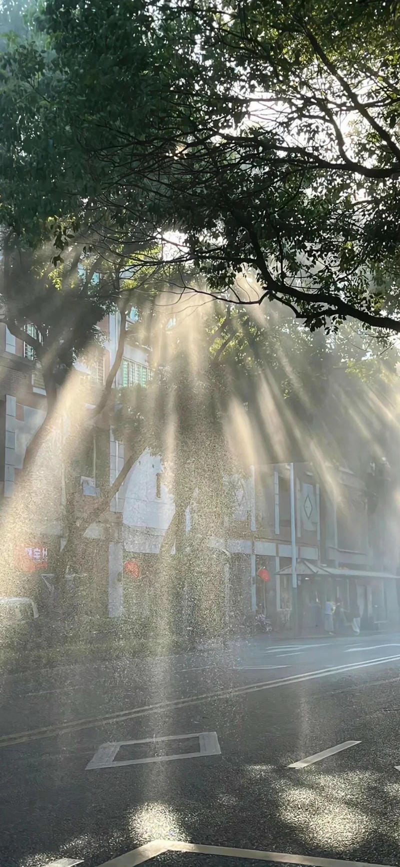 hinh-nen-cay-xanh (8)