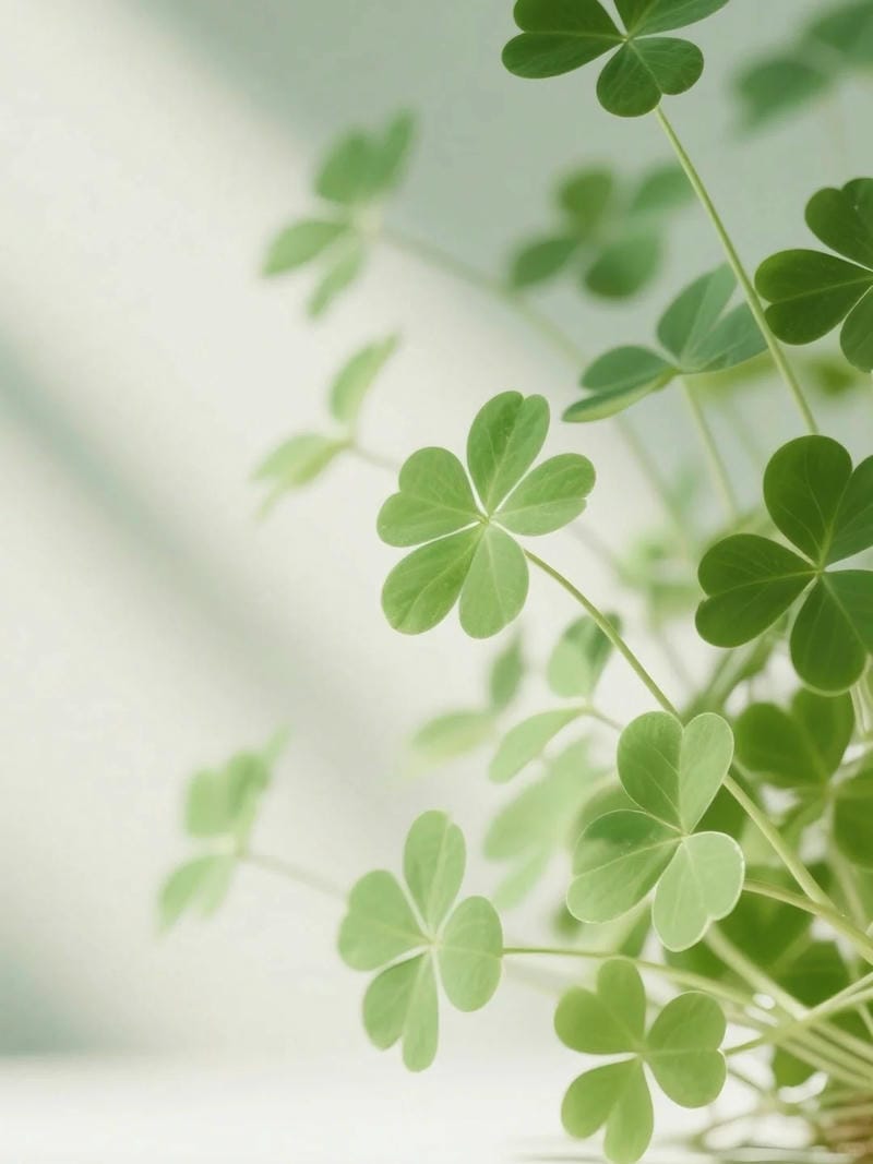 hinh-nen-co-4-la (16)