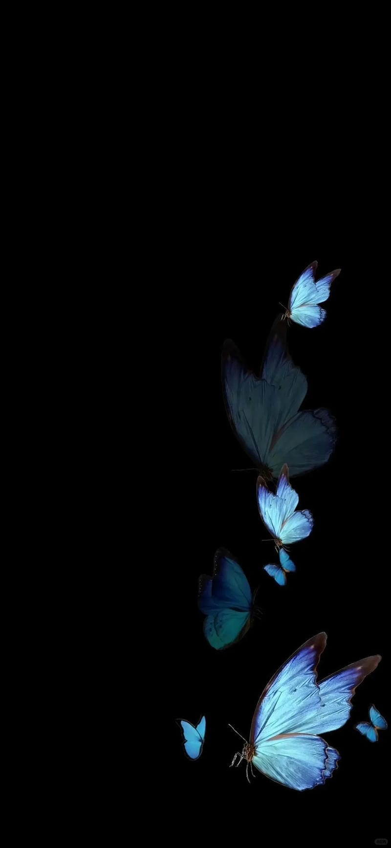 hinh-nen-con-buom (19)