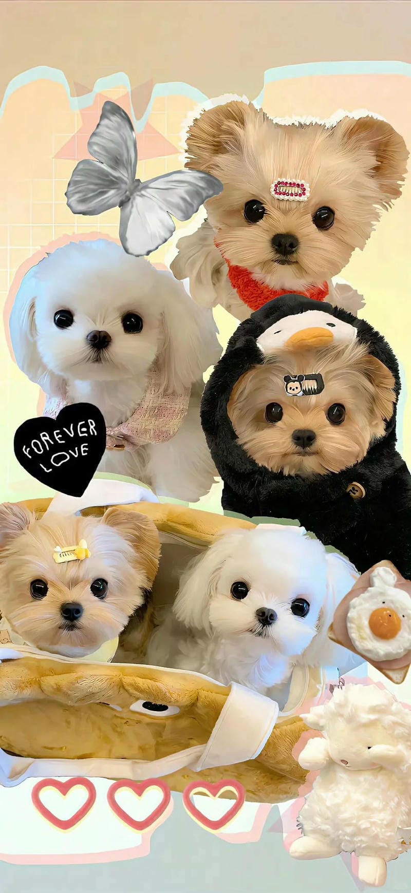 hinh-nen-con-cho (10)