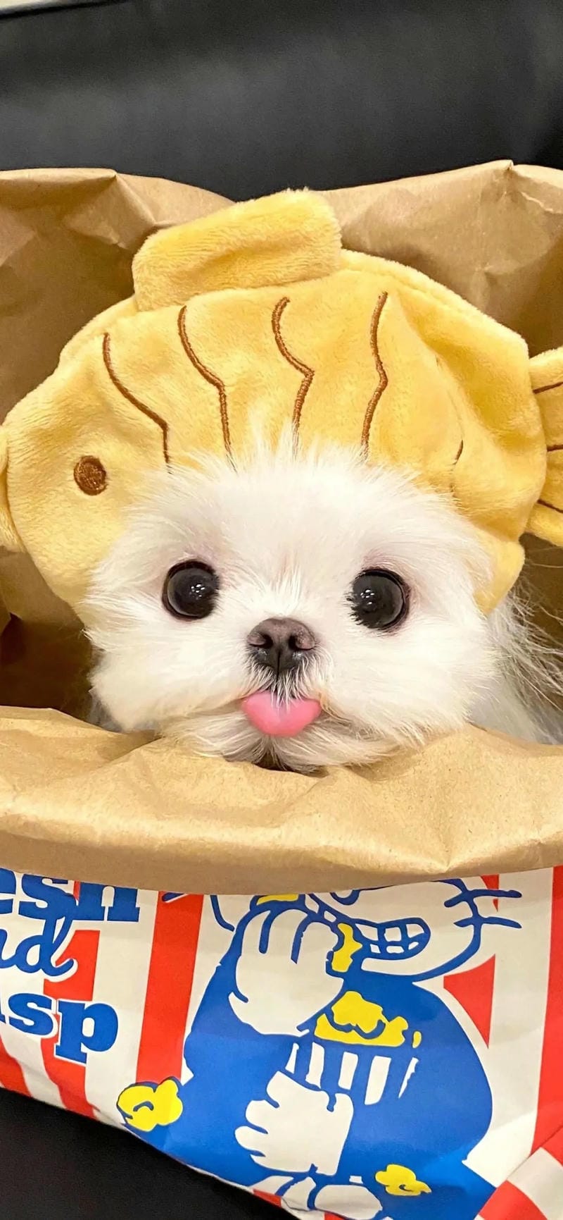 hinh-nen-con-cho (12)