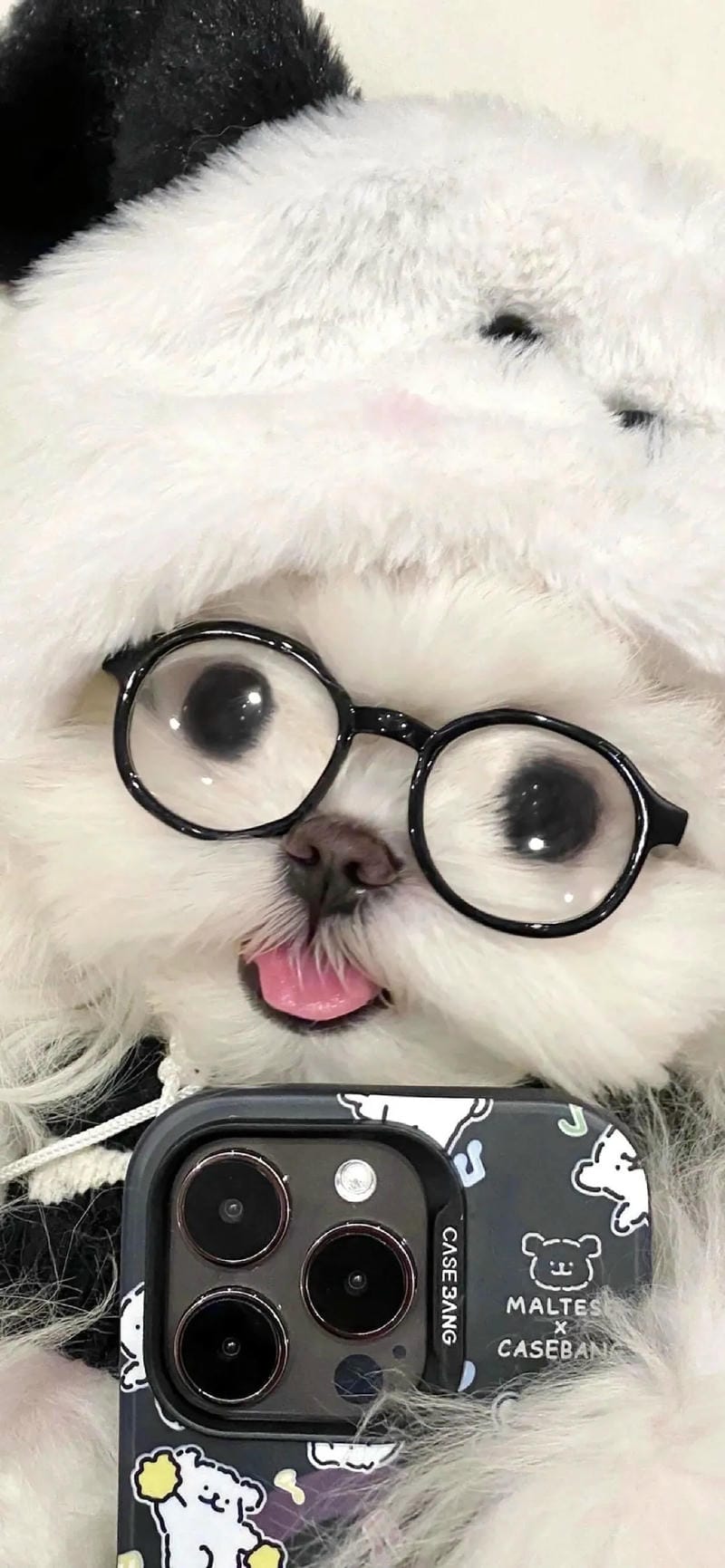 hinh-nen-con-cho (13)