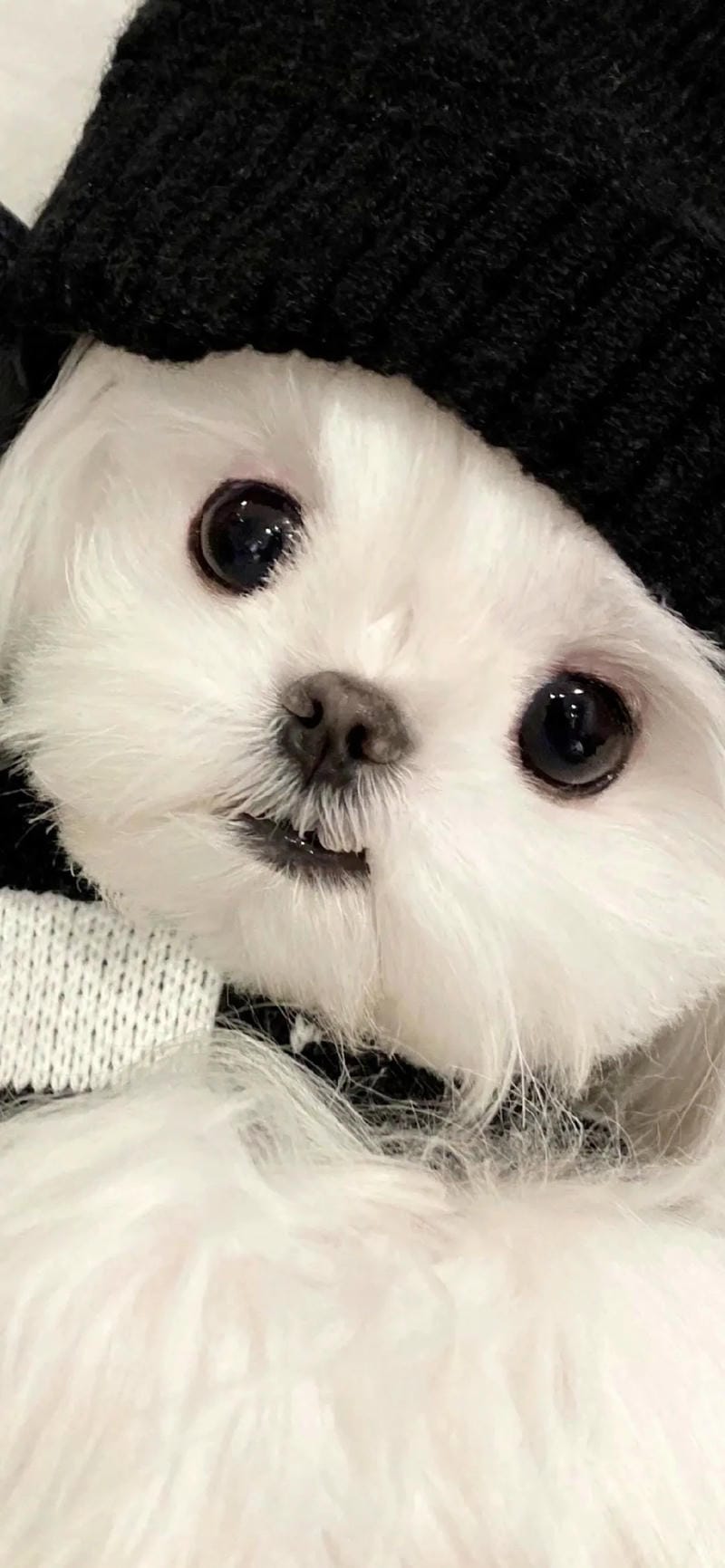 hinh-nen-con-cho (14)