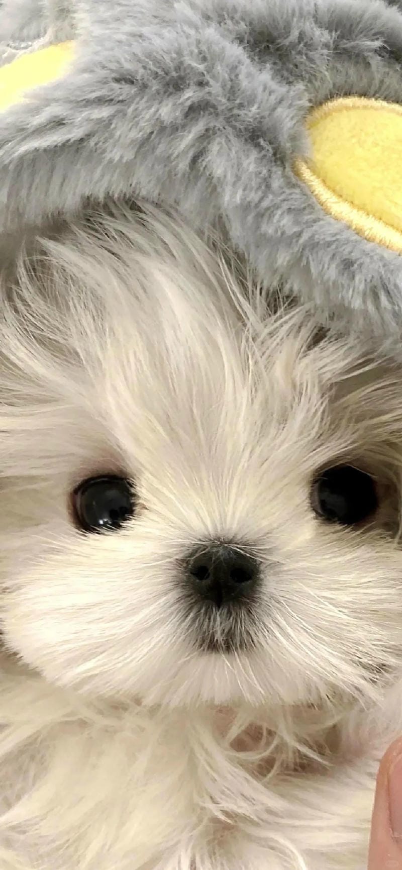 hinh-nen-con-cho (15)