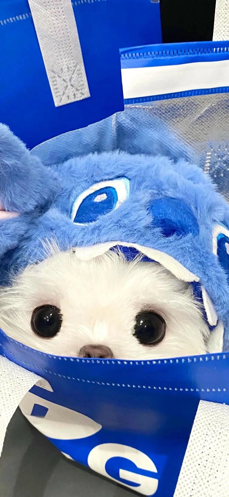 hinh-nen-con-cho (16)