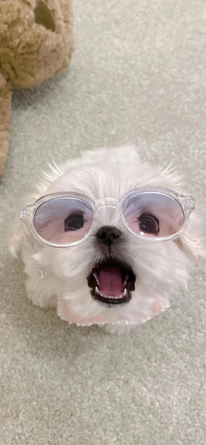 hinh-nen-con-cho (17)