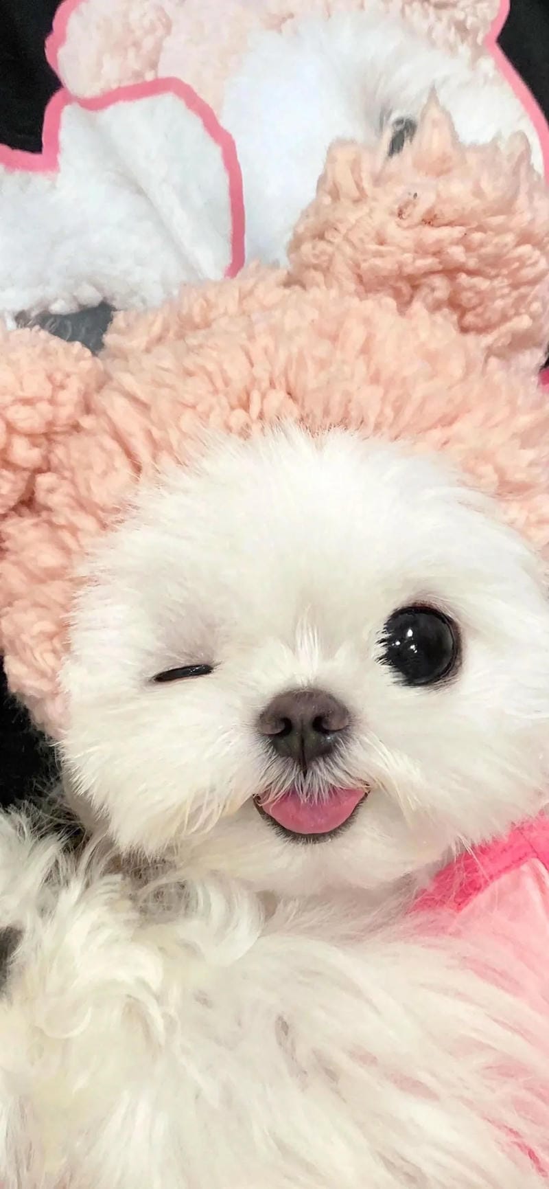 hinh-nen-con-cho (18)