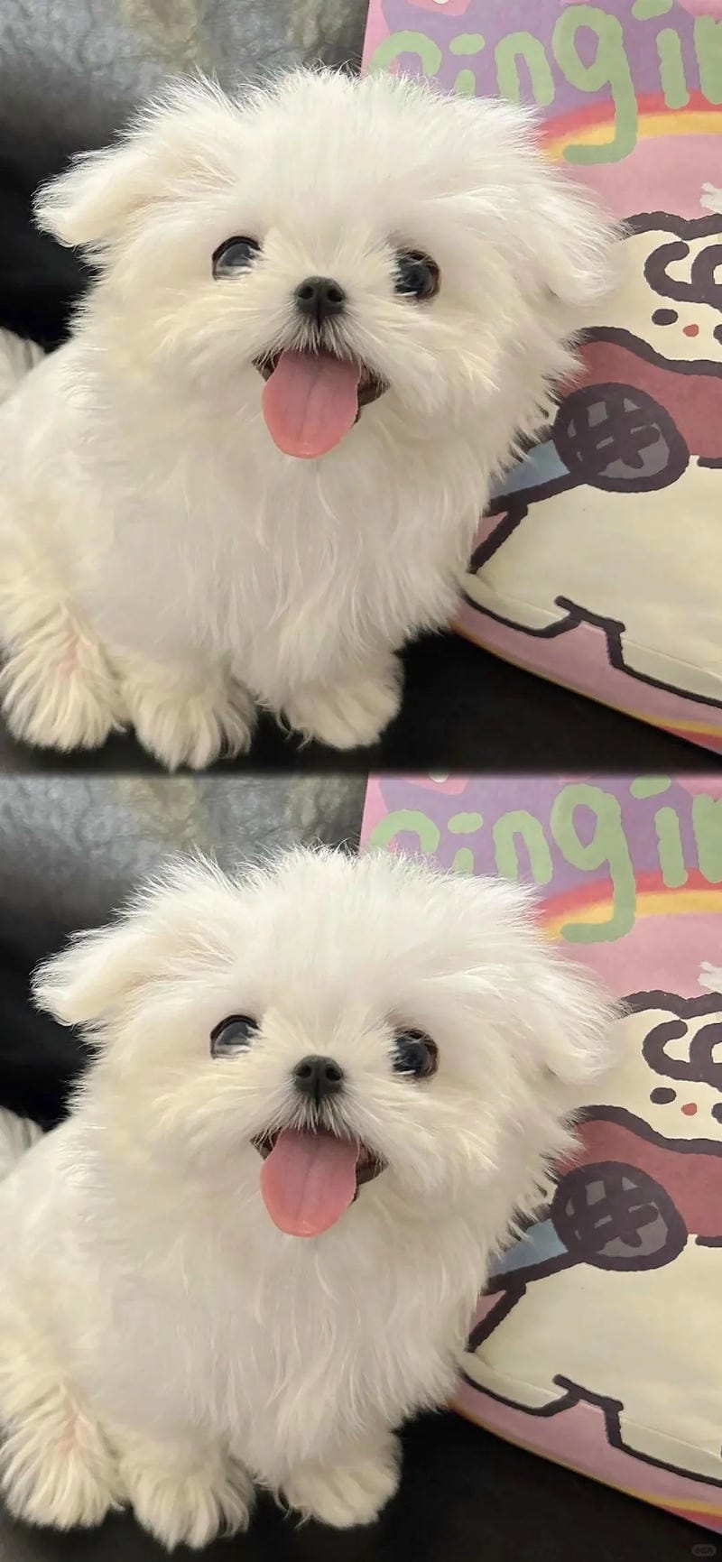 hinh-nen-con-cho (19)