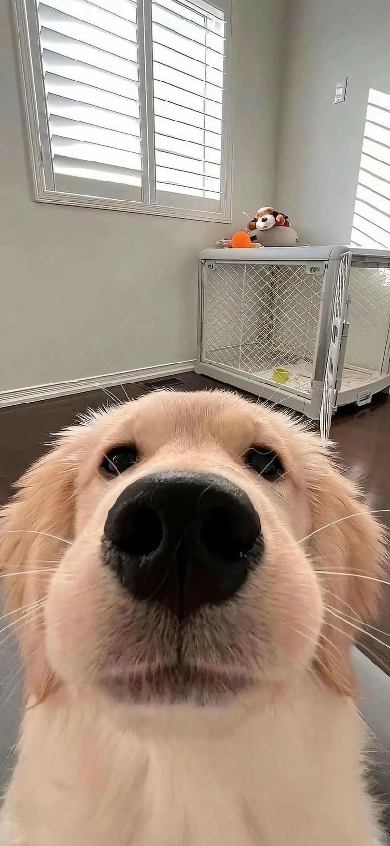 hinh-nen-con-cho (20)