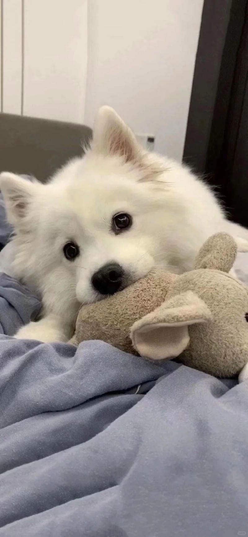 hinh-nen-con-cho (22)