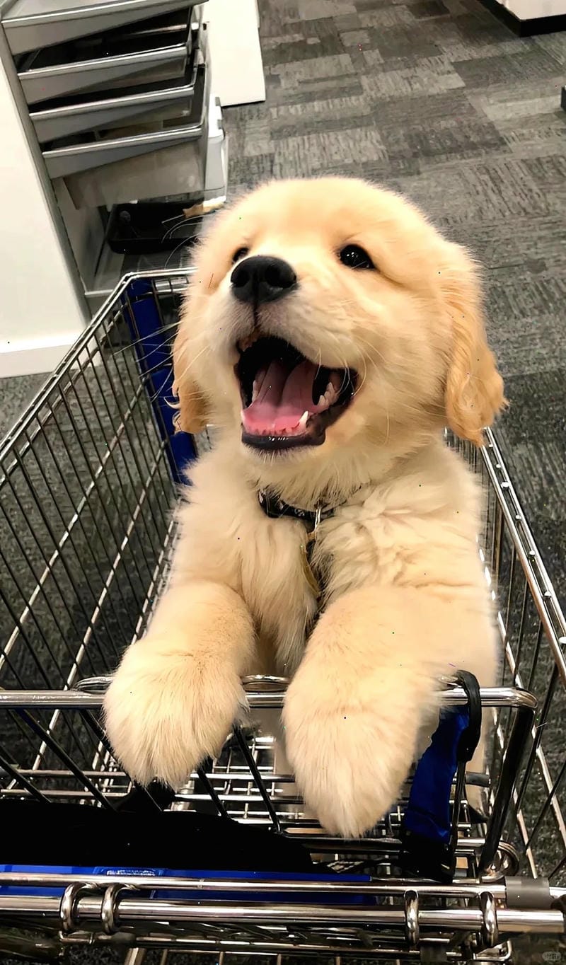 hinh-nen-con-cho (25)