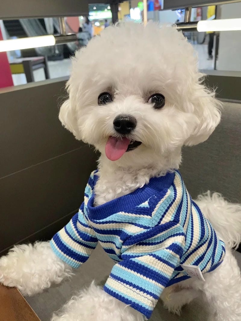 hinh-nen-con-cho (26)