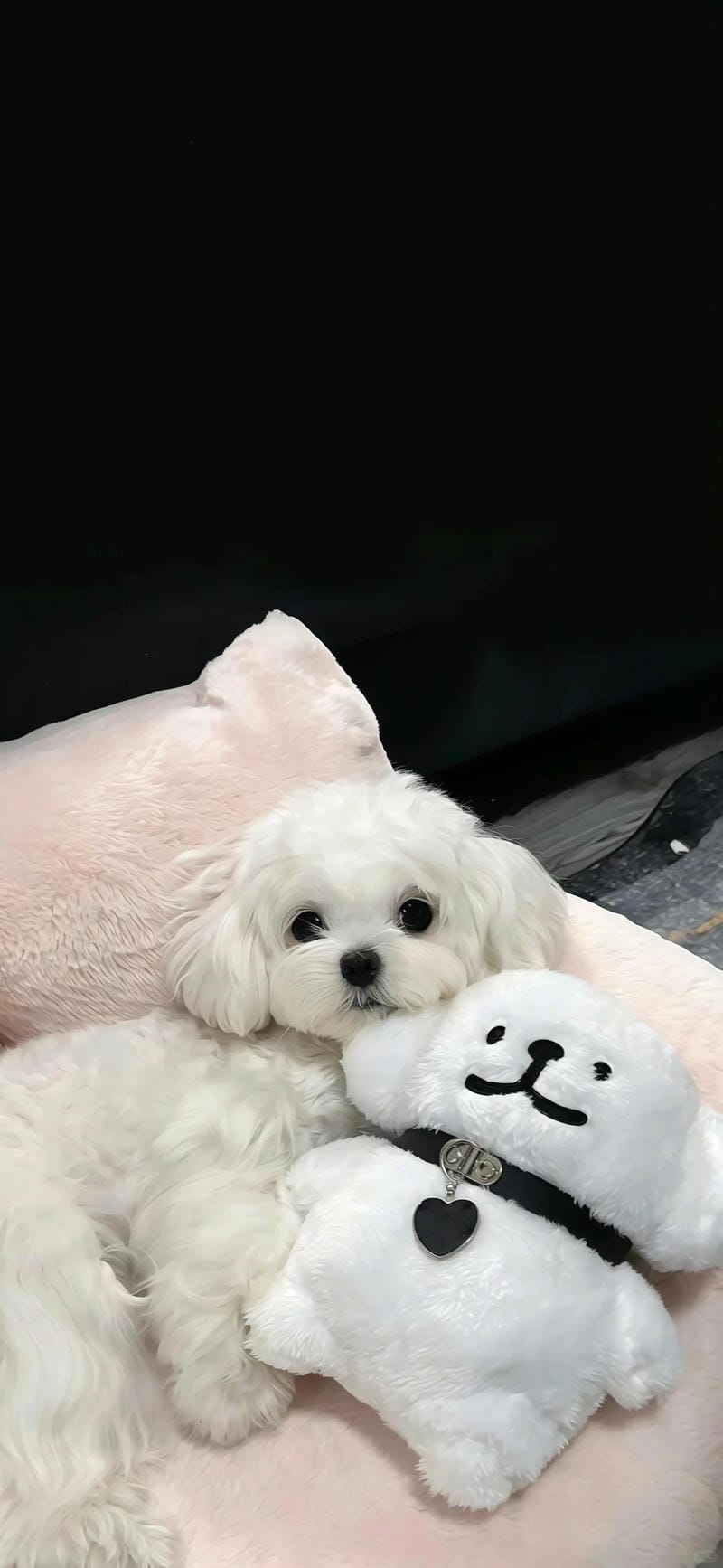 hinh-nen-con-cho (29)