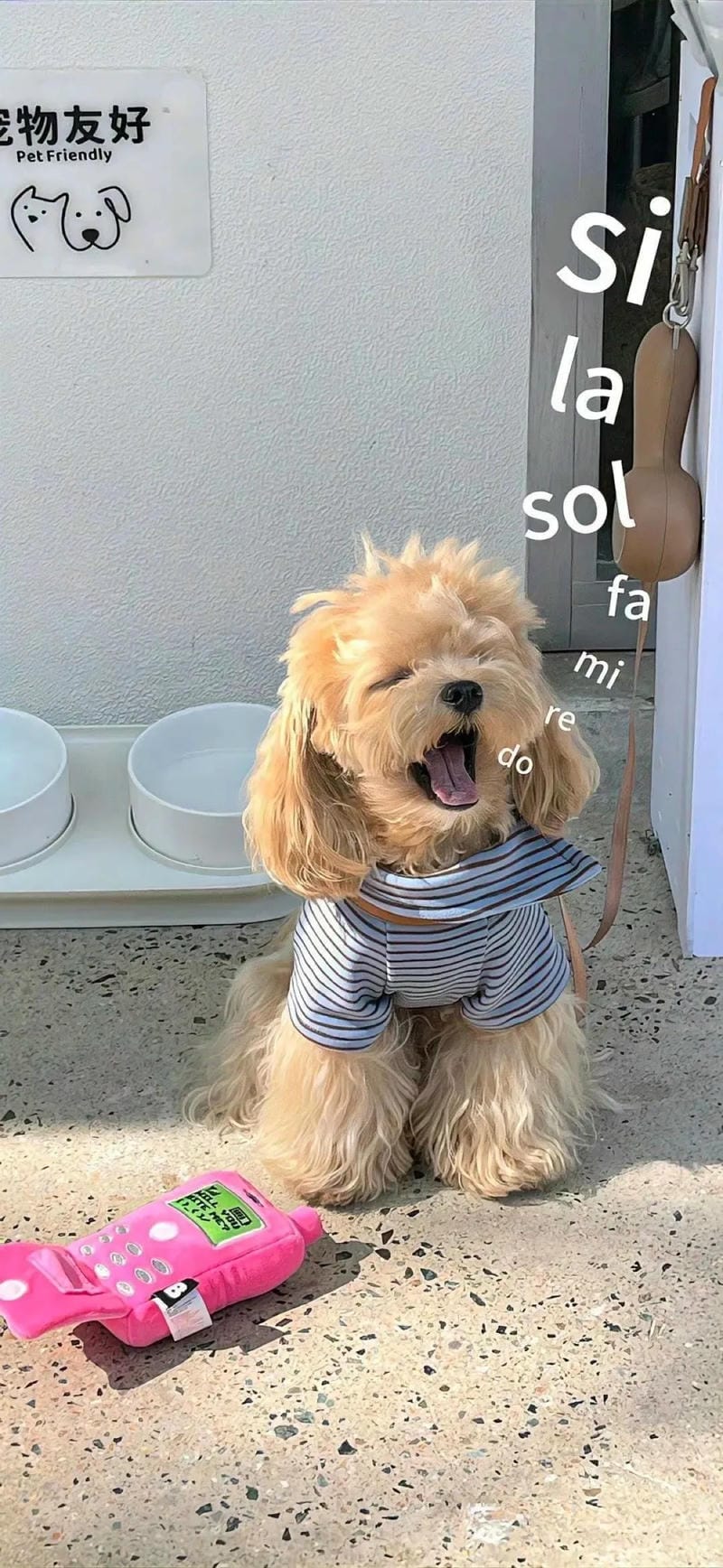 hinh-nen-con-cho (3)