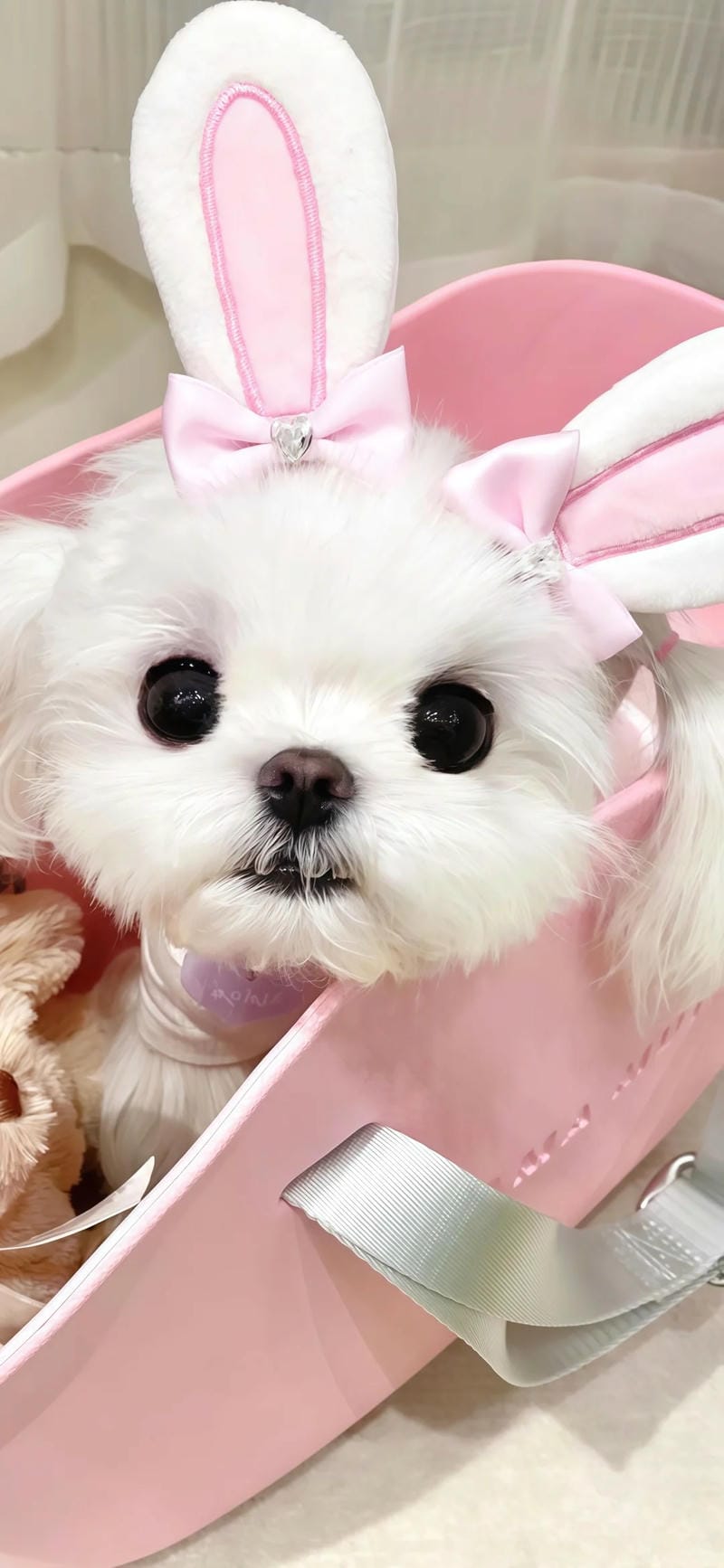 hinh-nen-con-cho (30)