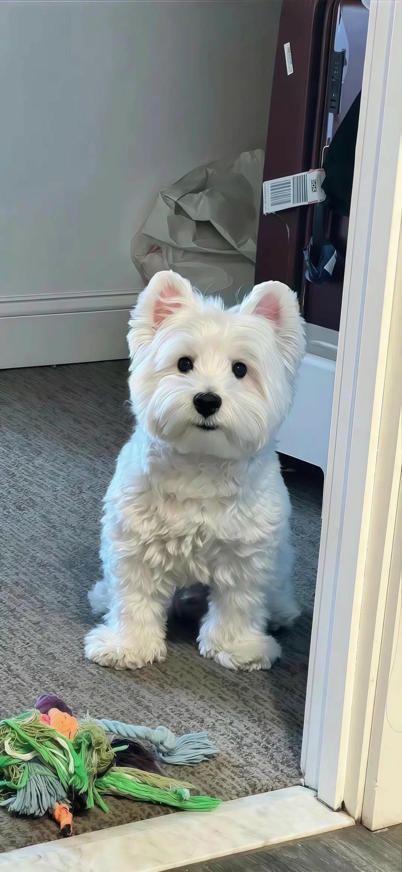 hinh-nen-con-cho (32)