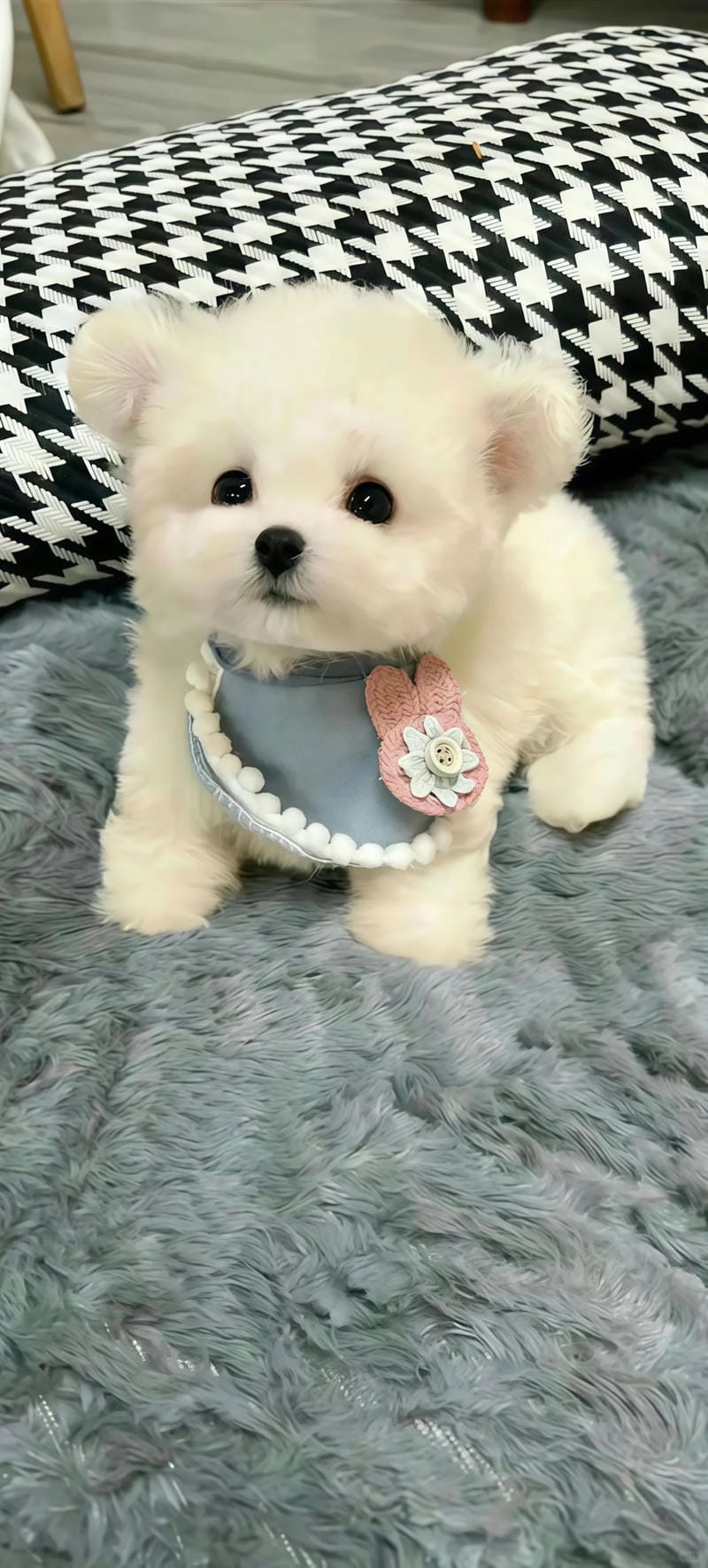 hinh-nen-con-cho (37)