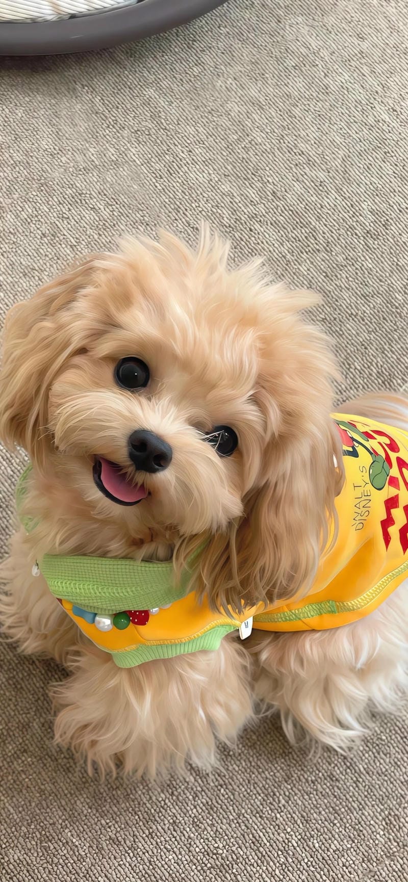 hinh-nen-con-cho (39)