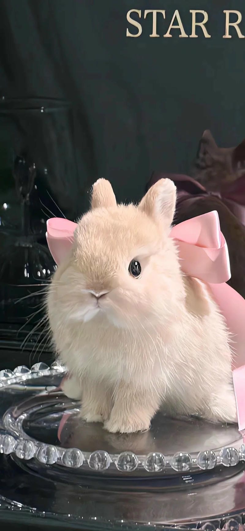 hinh-nen-con-tho (30)