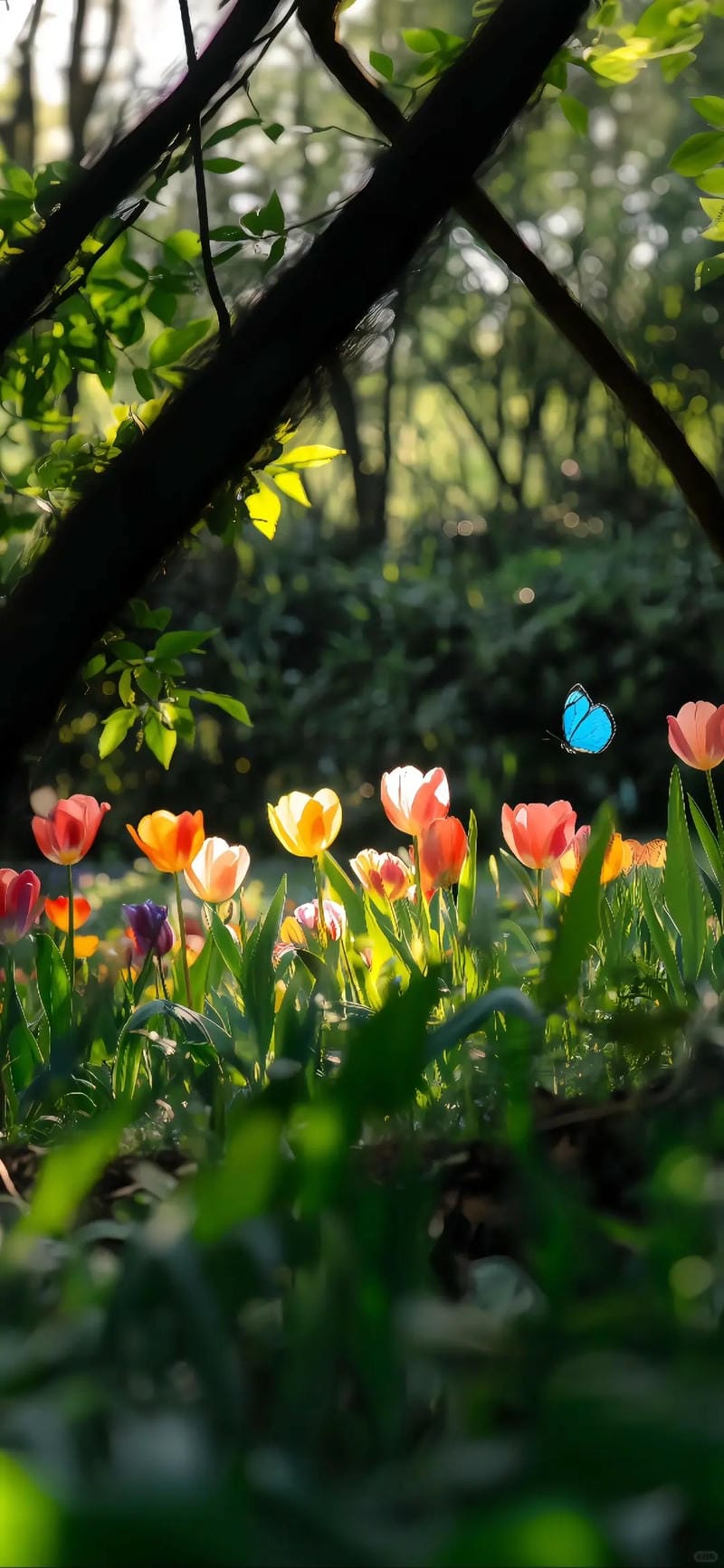 hinh-nen-dien-thoai (29)