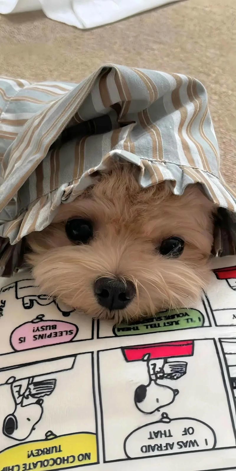 hinh-nen-hai-huoc (11)