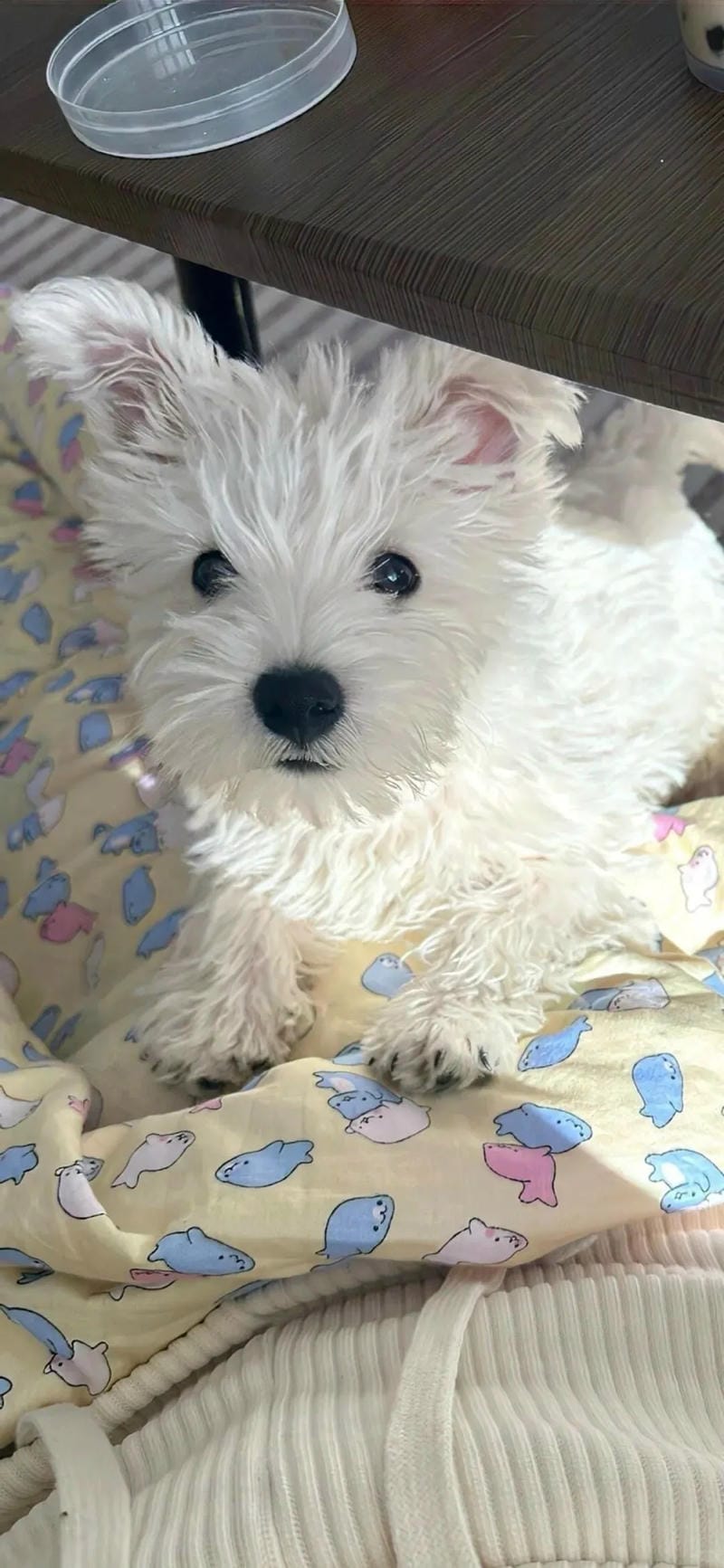 hinh-nen-hai-huoc (12)