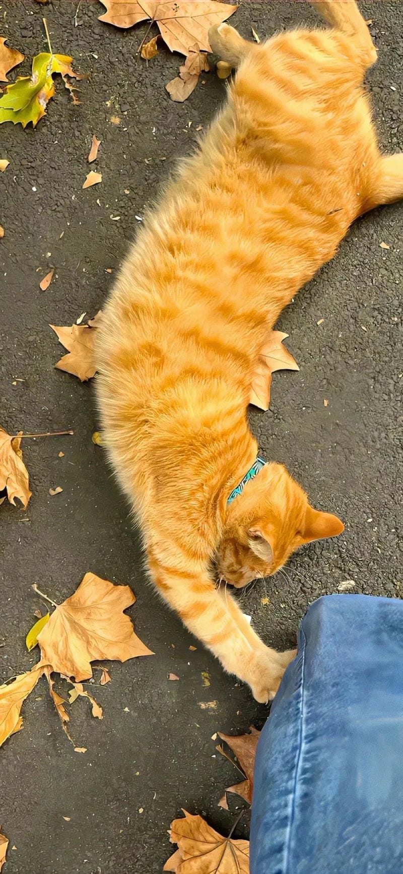 hinh-nen-hai-huoc (13)