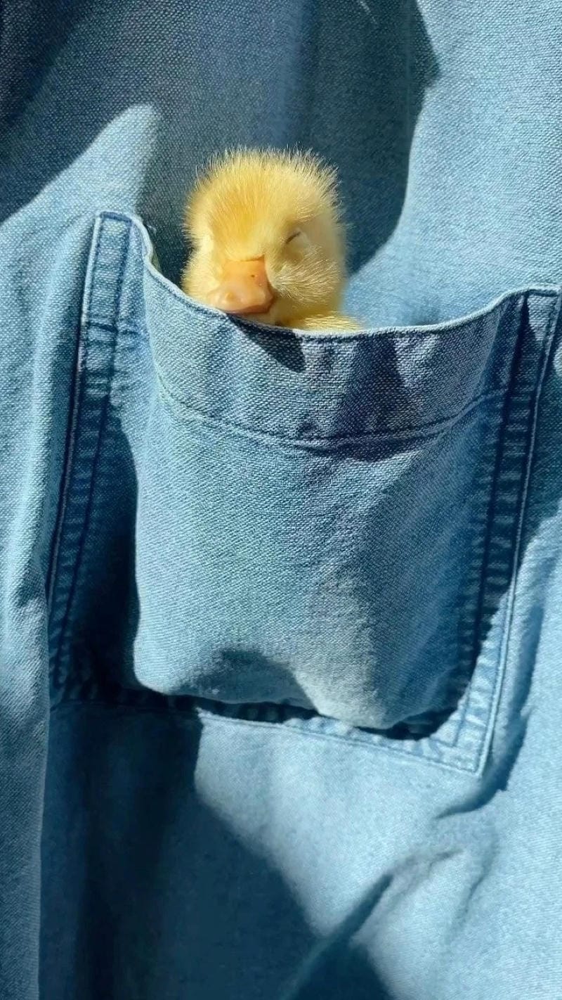 hinh-nen-hai-huoc (5)