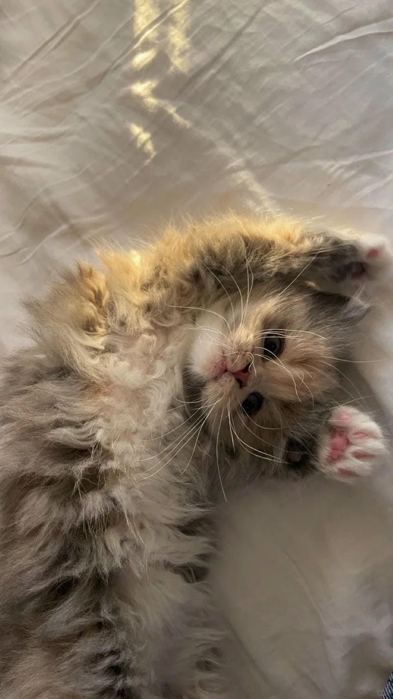 hinh-nen-hai-huoc (6)