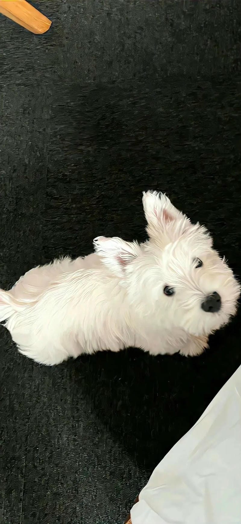 hinh-nen-hai-huoc (8)