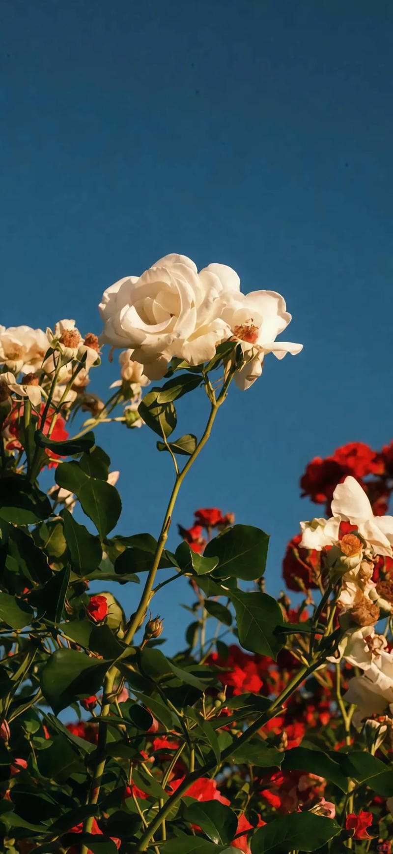 hinh-nen-hoa-hong (1)