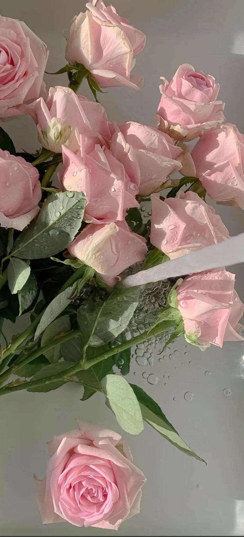 hinh-nen-hoa-hong (11)